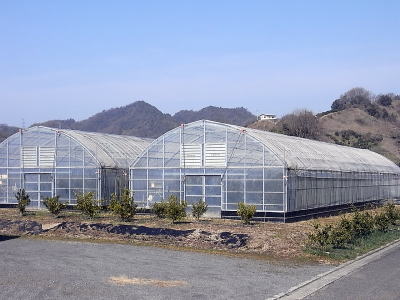 野菜大型ハウスの横の果樹ハウスです。左がせとかで、右が不知火です。一番高いところにあり、移動するだけでもフー！