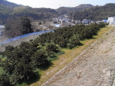 伊台のミカン園です。収穫祭では、親子ミカン狩り体験を行っています。伊台のミカンは酸っぱいと言われています（？）が、結構おいしいんですよ。