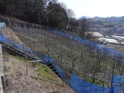 ナシ園です。収穫も終えてすっかり落葉しています。品種は新高、豊水です。農大直売市でも大人気です。