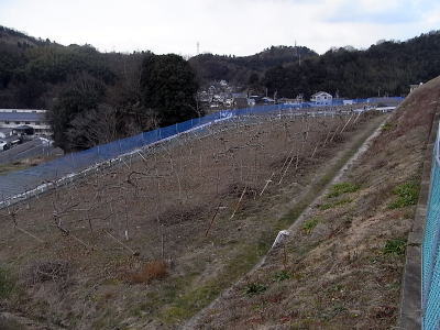 道路のすぐ上にあるキウイフルーツ園です。今は剪定も終えてスッキリしています。