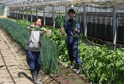 大型ハウスで作業中です。収穫はやはり一番の楽しみです。